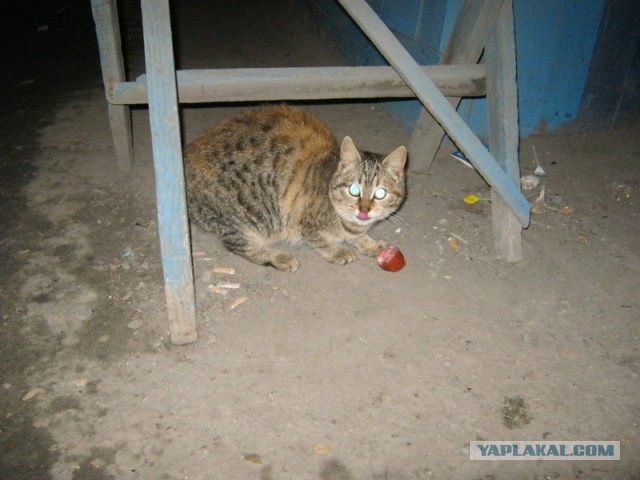 Котовторник   27.08.2013