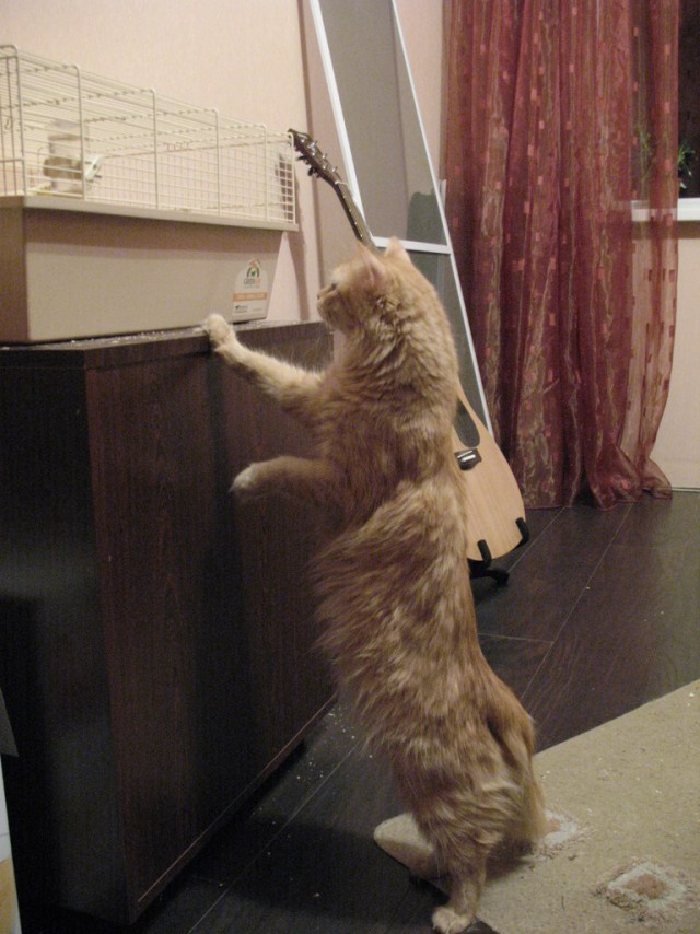 Котовторник  05.11.2013
