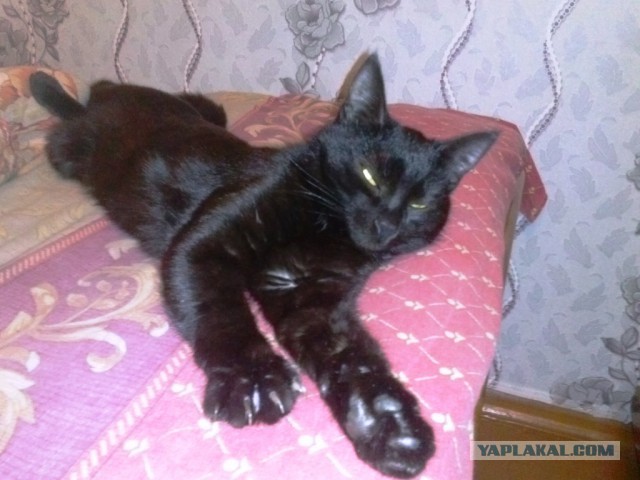 Котовторник  25.03.2014