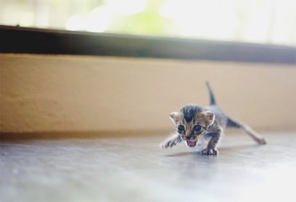 Про котенка. Грустная история.