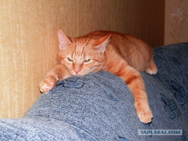Котовторник 17.06.2014