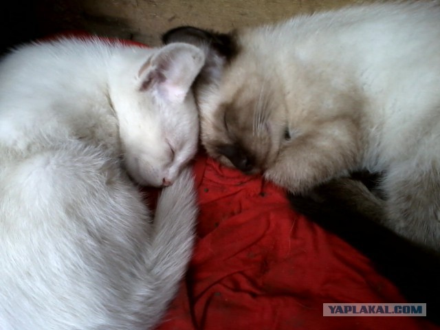 Котовторник 01.07.2014