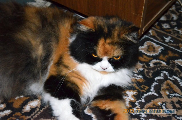 Котовторник 12.08.2014