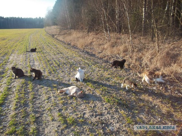 Жизнь домашнего приюта для котеек 53