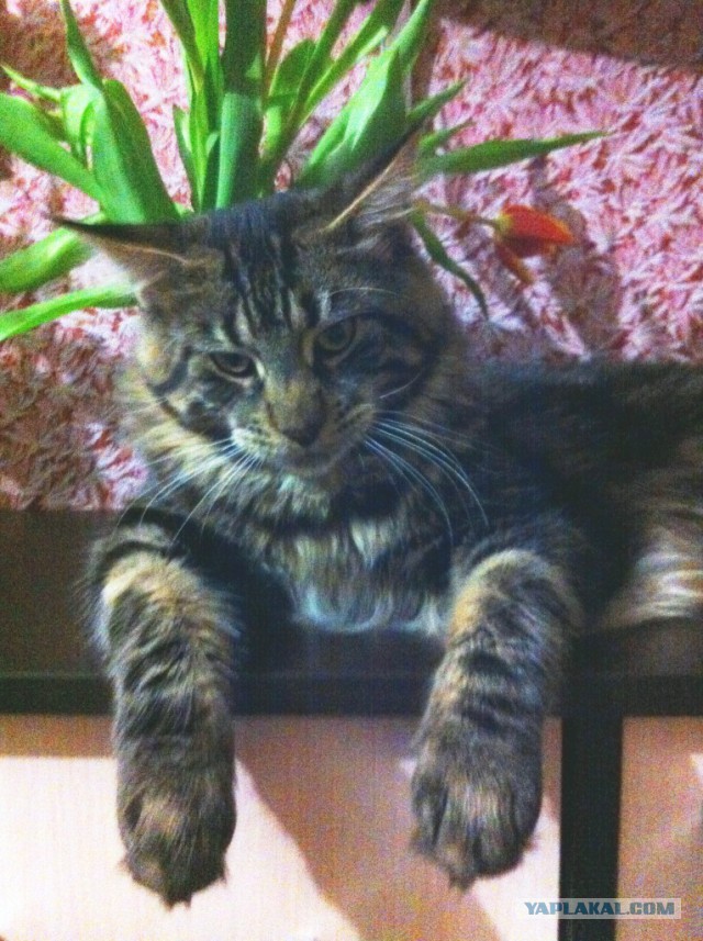 Котовторник