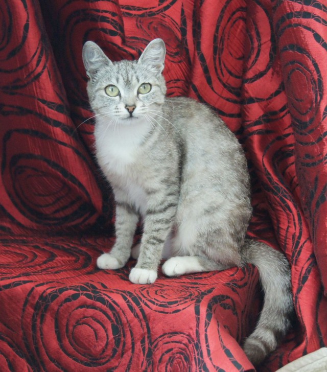 Котовторник 14.07.2015