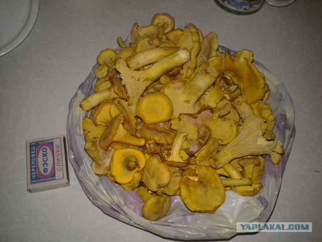 Поход за грибами