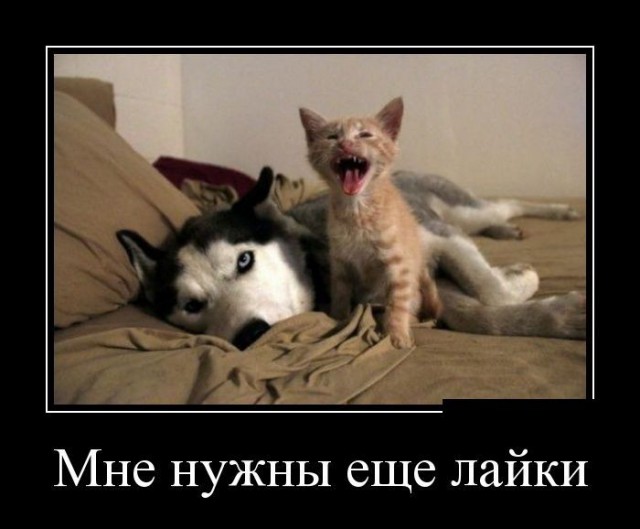 Картинки