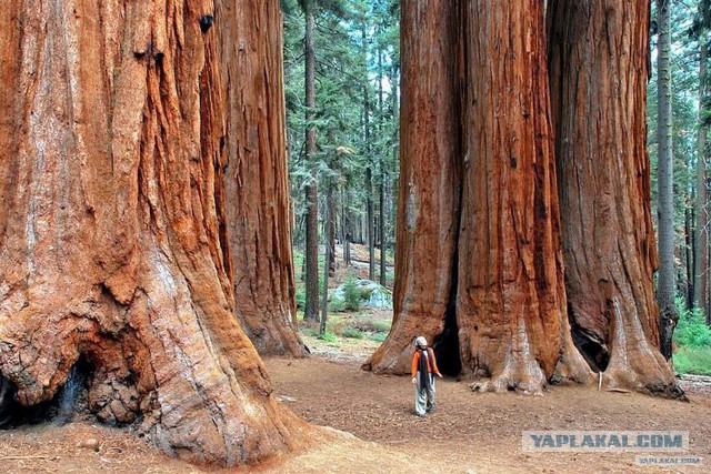 Американские лесорубы конца XIX - начала XX века