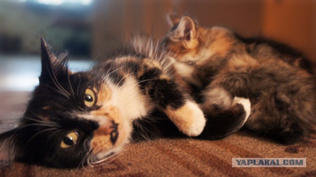Котовторник