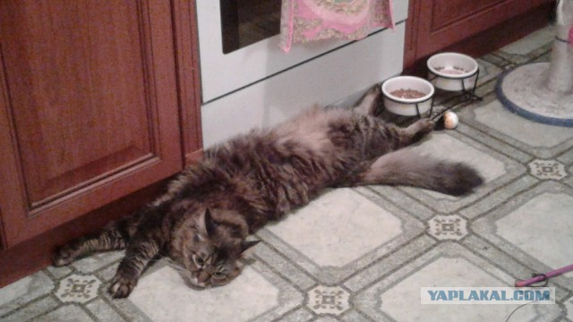 Котовторник. Алиса. Одно из лучших творений природы.
