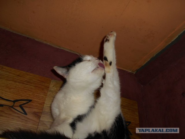 Жизнь домашнего приюта для котеек 126