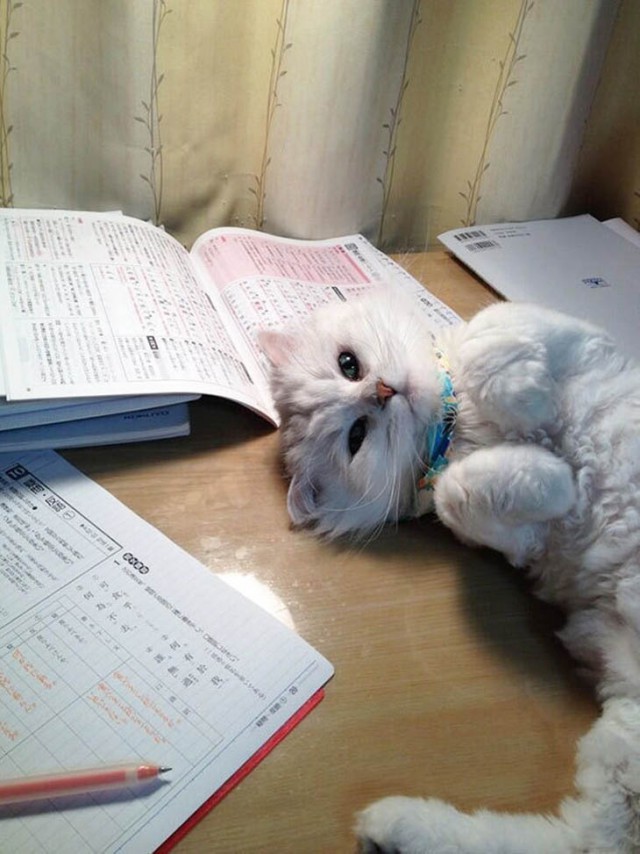 Я конечно люблю котиков, но иногда они реально как заноза в заднице