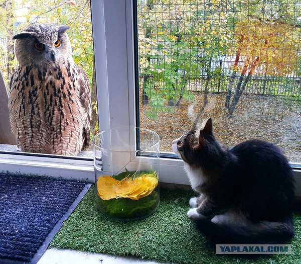 А из нашего окошка видно ястреба немножко...