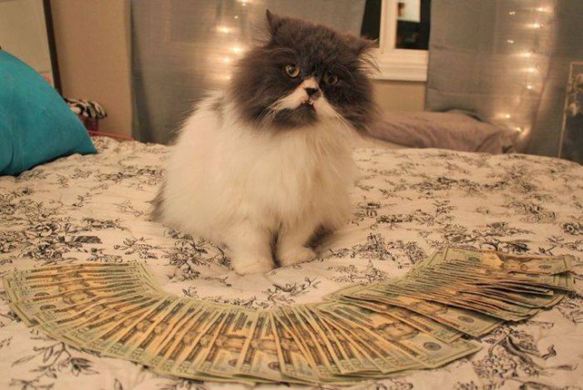 Коты из сети