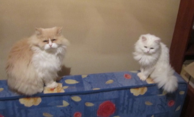 Котовторник  17.01.2017
