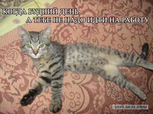 Изображением, картинки иди работай досплю за тебя