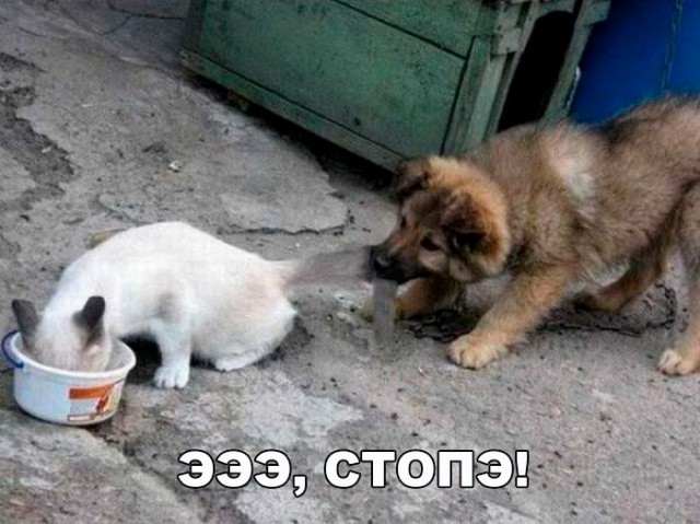 Коты и Кошки