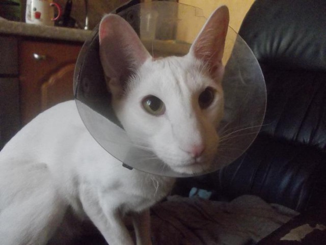 Котовторник 16.05.2017