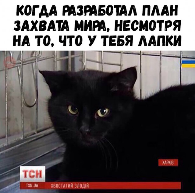 Коты и Кошки