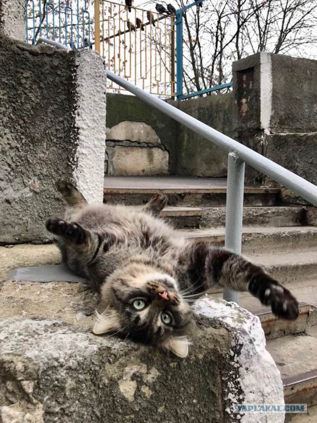 Котовторник 31.10.2017