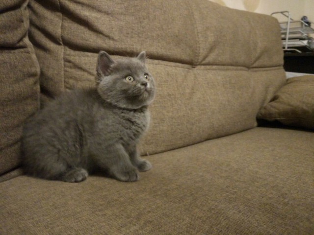 Коты и Кошки
