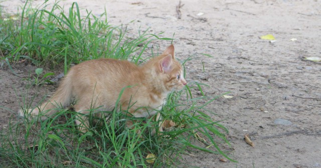 Прикольных котов пост