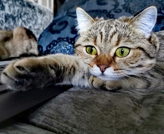 Котовторник