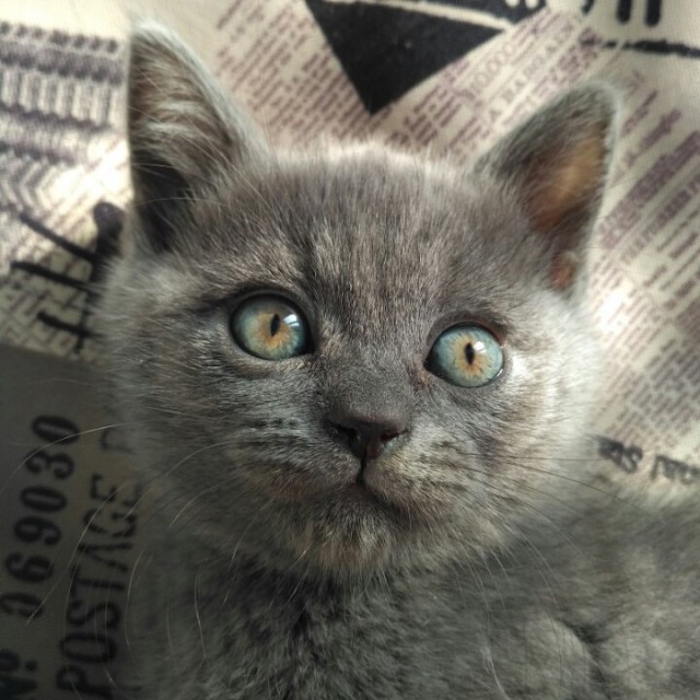 Неадекватные коты