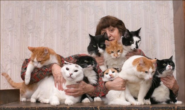 Прикольные коты на среду! ОЧЕНЬ МНОГО!