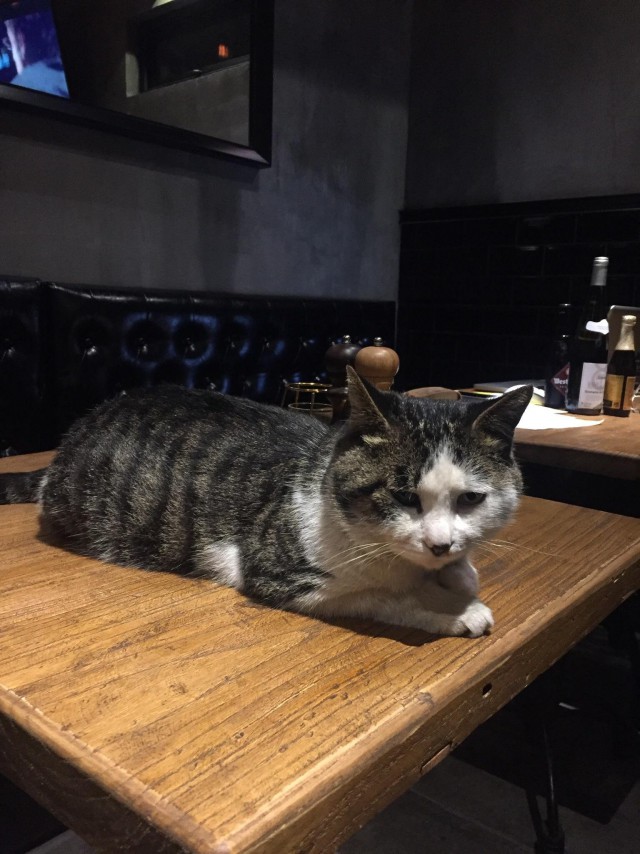 Прикольных котов пост