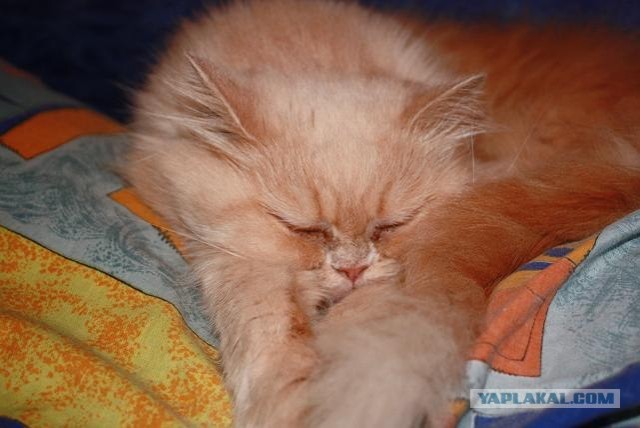 Котовторник  на  ЯПлакалъ