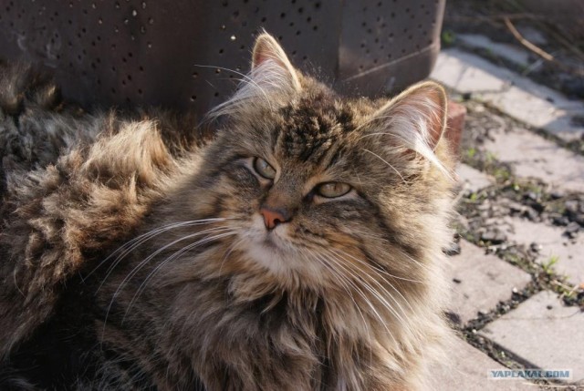 Котовторник, для любителей кошек