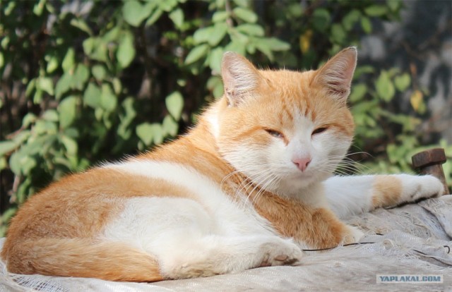 Котовторник 06.09.11