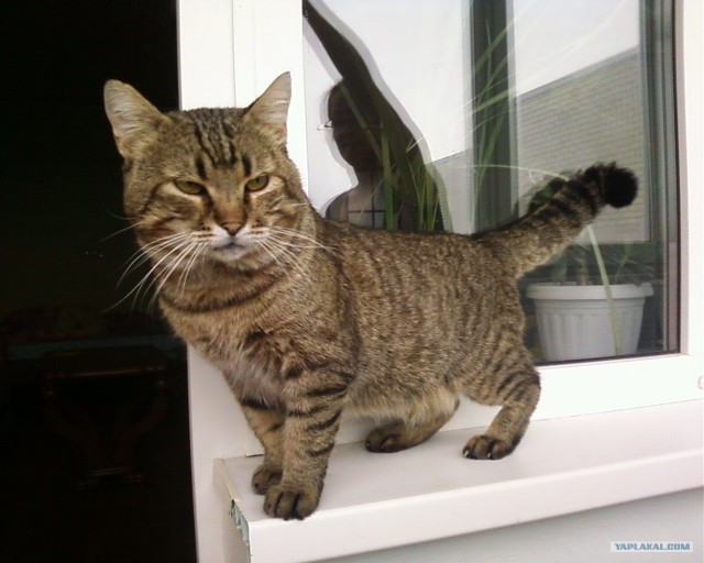 Котовторник (10.01.2012)