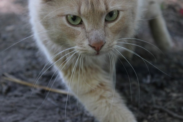Котовторник 1 мая 2012