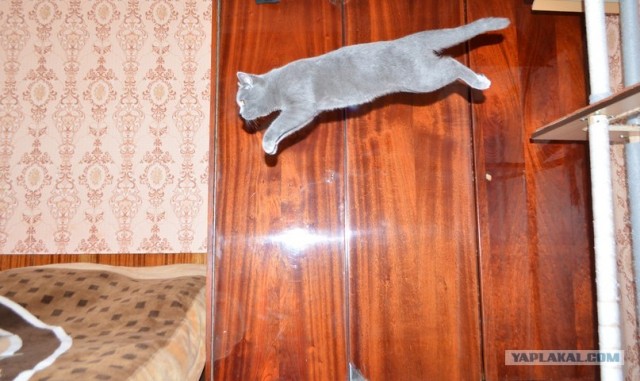 Котовторник   5.06.2012