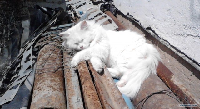 Котовторник 24.07.2012
