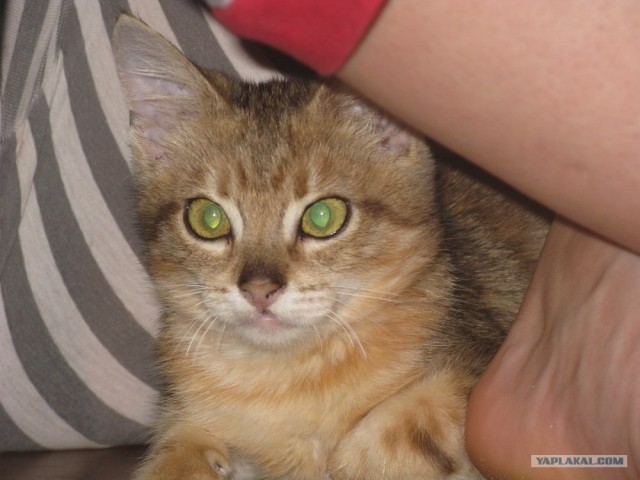 Котовторник  21.08.12