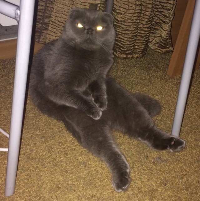Забавные фото котеек