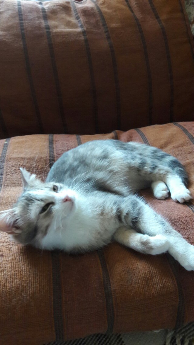 Забавные фото котеек