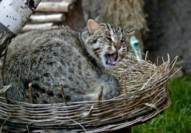 Дикий котовторник 11.06.19