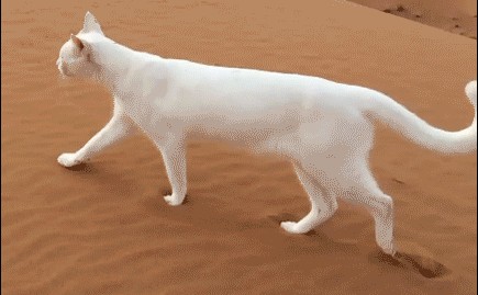 Как кошка и собака проходят домино .