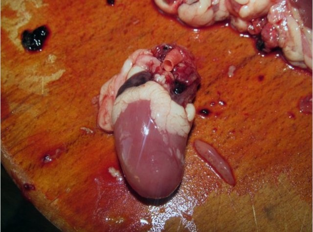 #ДРЯПнем! Сердечное рагу