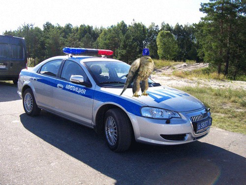 Суровый орел
