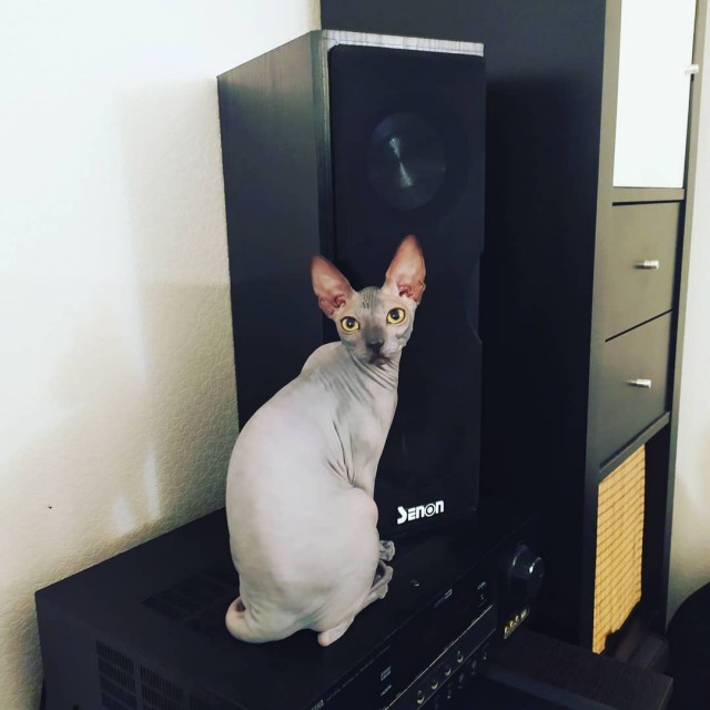 К - Котогеничность