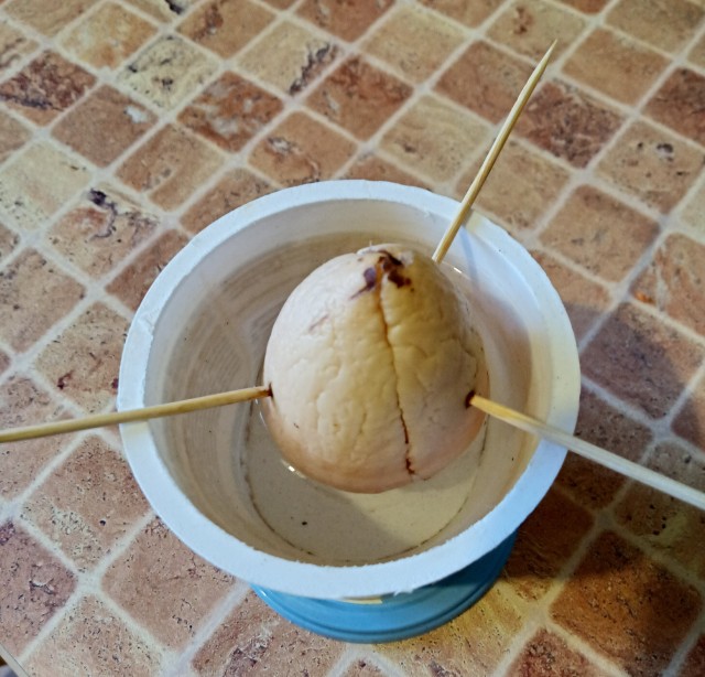 Мандарины