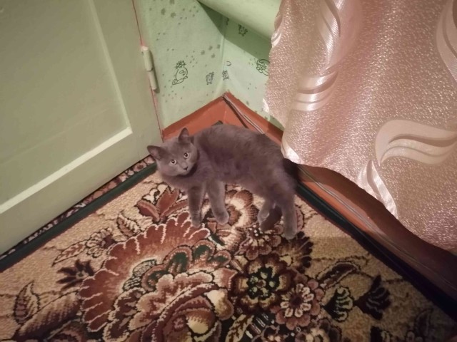 Как быстро надоедает жена