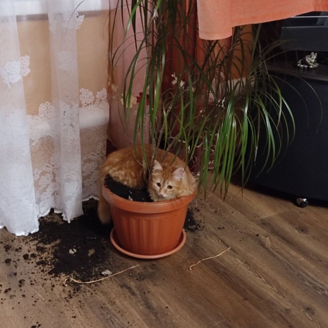 Котовторнику быть!