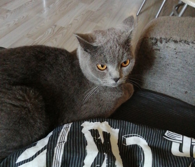 Хоба! Котовторник!